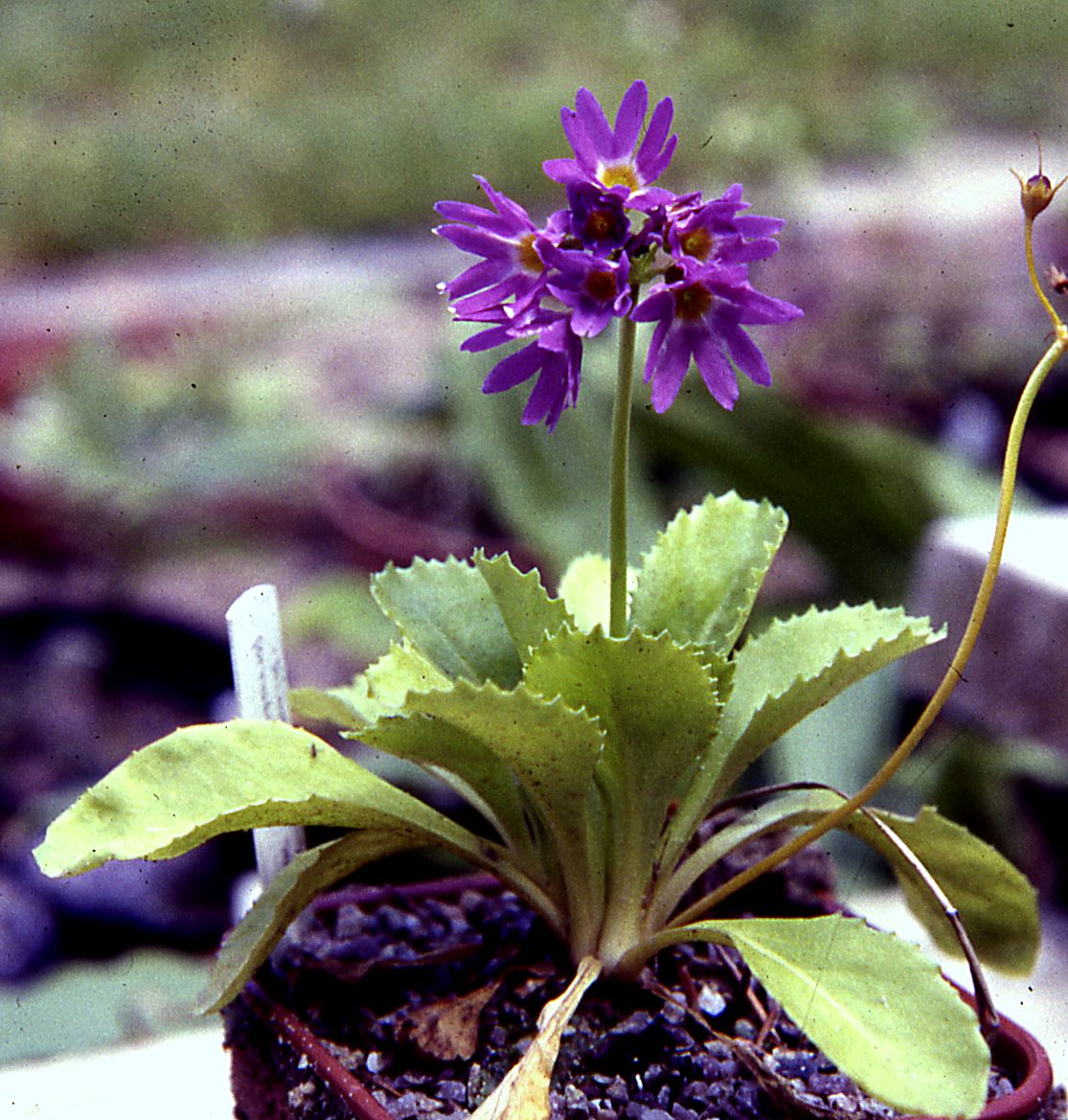 Primula cuneifolia ssp. heterodonta